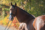 Westphalian Horse Portrait