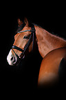 Westphalian Horse Portrait
