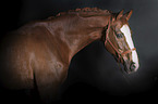 Westphalian horse portrait