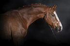 Westphalian horse portrait