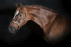 Westphalian horse portrait