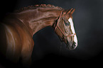 Westphalian horse portrait
