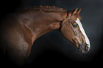 Westphalian horse portrait