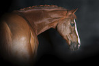 Westphalian horse portrait