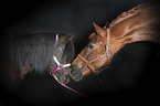 2 horses