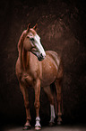 Westphalian Horse
