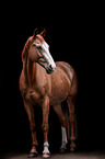 Westphalian Horse