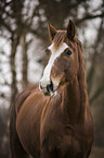 Westphalian Horse portrait