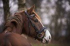 Westphalian Horse portrait