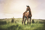 brown foal