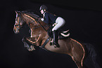 Westphalian mare