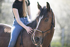 Westphalian mare