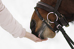 Westphalian mare