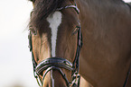 Westphalian mare