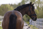 Westphalian mare