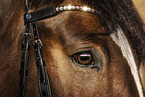 Westphalian mare