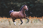 Westphalian horse