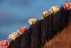 Westphalian horse
