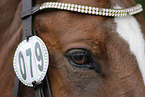 Westphalian horse