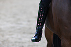 Westphalian horse
