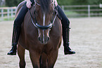 Westphalian horse
