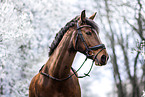 Westphalian horse