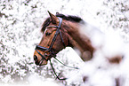 Westphalian horse