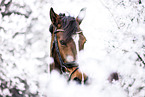Westphalian horse