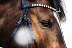 Westphalian horse