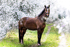 Westphalian horse