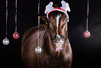 Westphalian horse