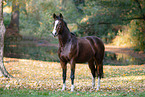 Westphalian horse