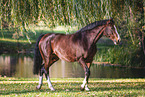 Westphalian horse
