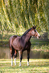 Westphalian horse