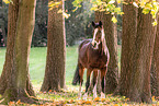 Westphalian horse