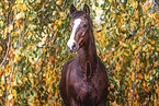Westphalian horse