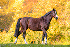 Westphalian horse