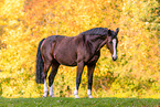 Westphalian horse