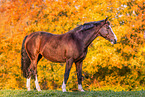 Westphalian horse