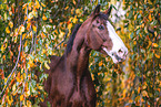 Westphalian horse