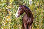 Westphalian horse