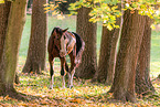 Westphalian horse