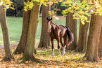 Westphalian horse