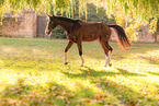 Westphalian horse