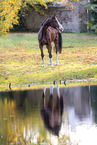 Westphalian horse