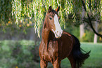 Westphalian horse