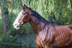 Westphalian horse