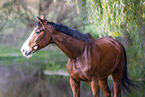 Westphalian horse