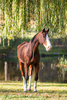 Westphalian horse
