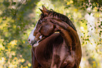 Westphalian horse